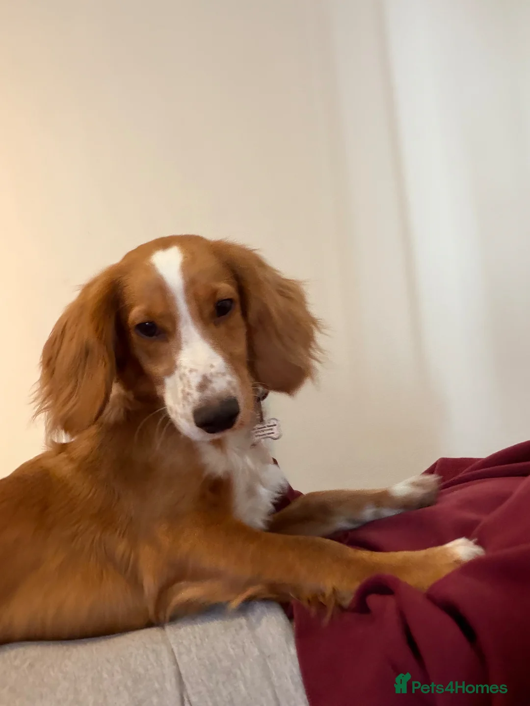 Cocker Spaniel dogs for sale: Lucky 8 month old cocker spaniel  in Wallasey - Advert 2