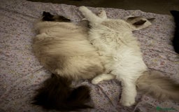 Ragdoll cats for sale: Two male ragdoll cats - Image 1