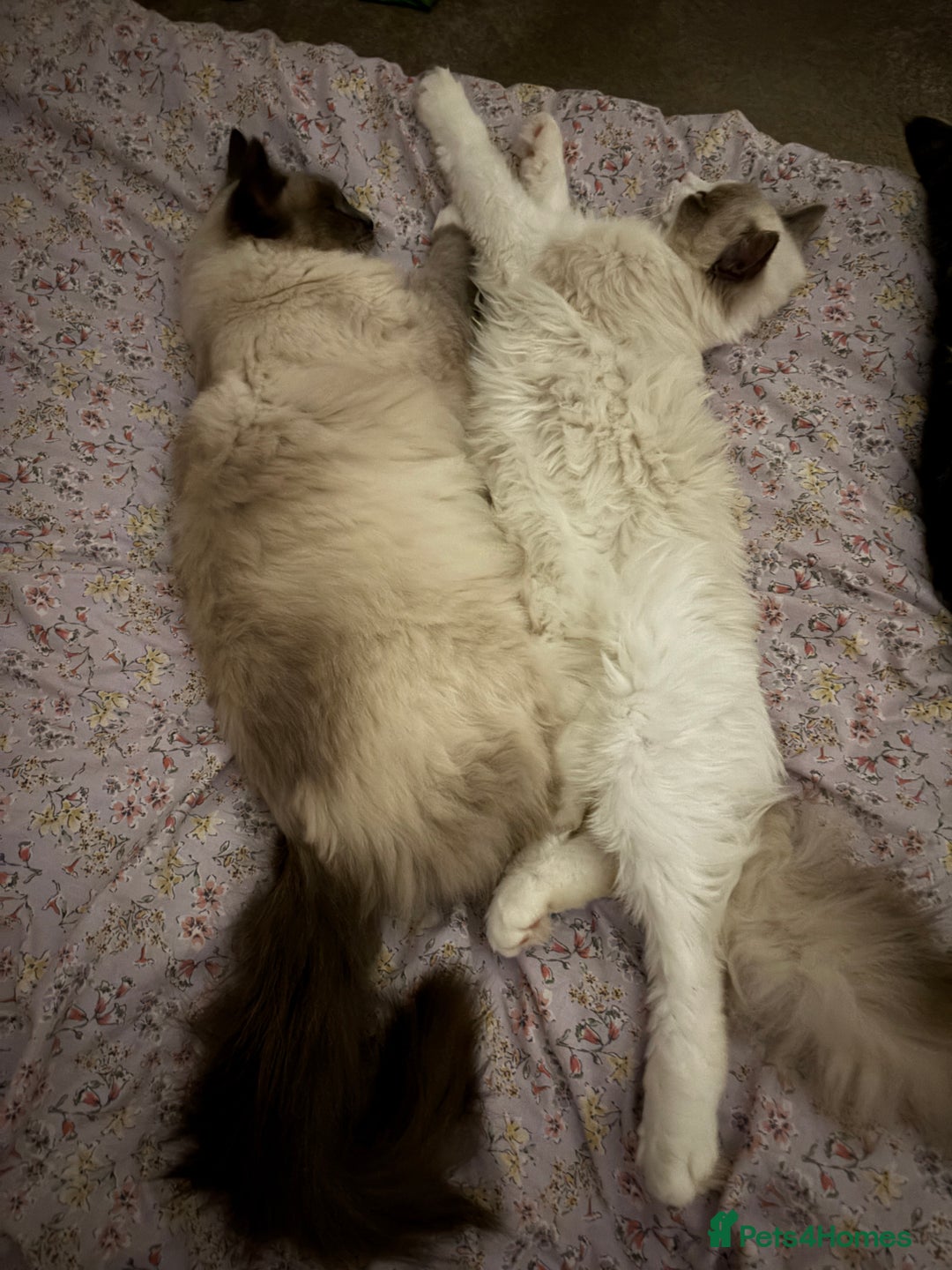 Ragdoll cats for sale: Two male ragdoll cats - Image 1