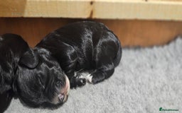 Cockapoo dogs for sale: Beautiful Cockapoo boys - Image 6