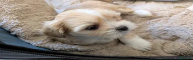 Lhasa Apso Puppy 1
