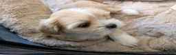 Lhasa Apso dogs for sale: Lhasa Apso puppies in Kent - Advert 12