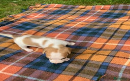 Beagle dogs for sale: Beautiful beagle puppies  - Image 11