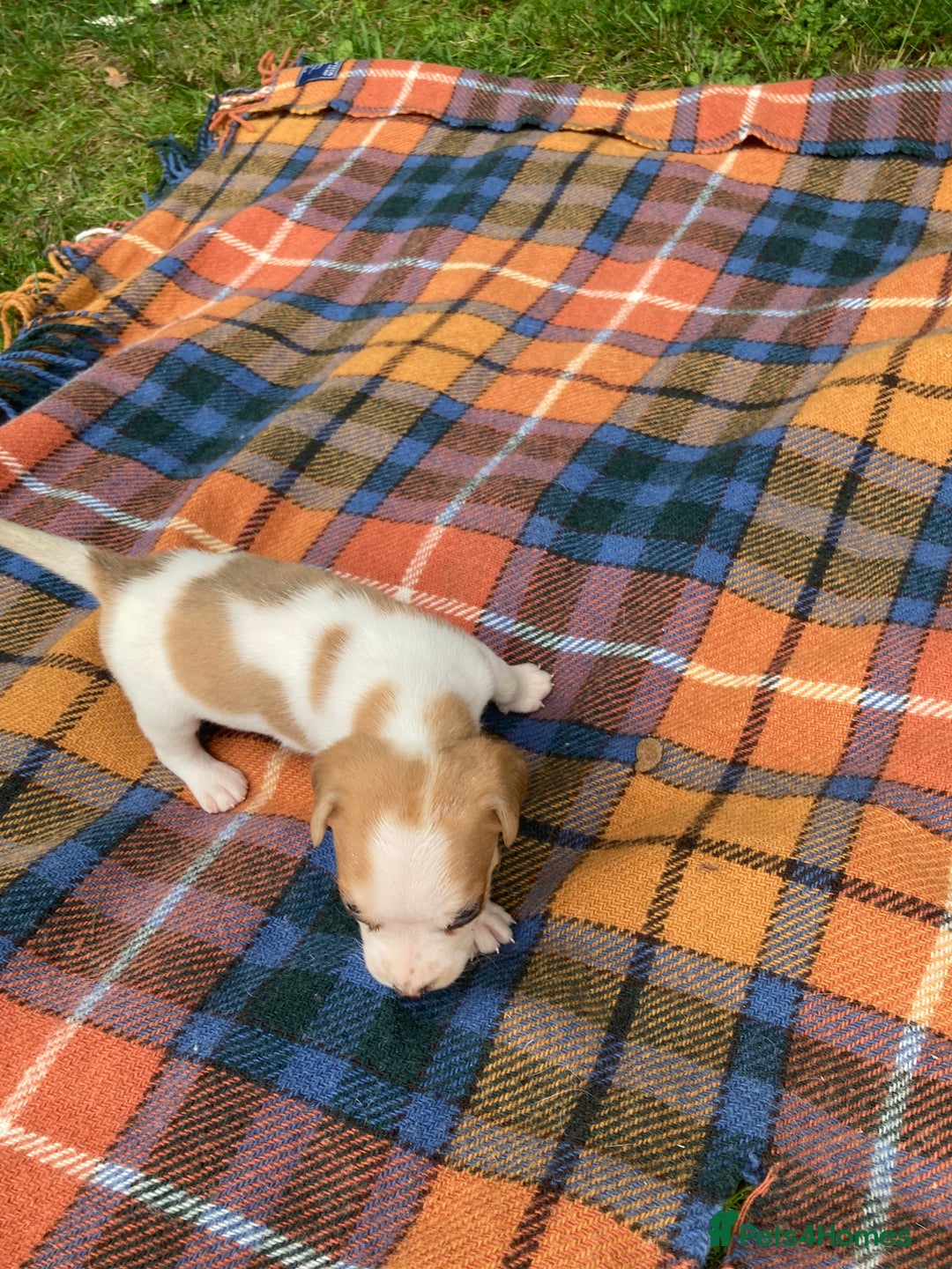 Beagle dogs for sale: Beautiful beagle puppies  - Image 11