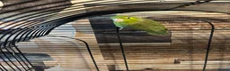 Parakeets birds for sale: Female parrolet  - Advert 3