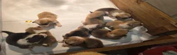 Welsh Corgi Pembroke dogs for sale: Corgi puppies looking for their forever home in Betws-y-Coed - Advert 10