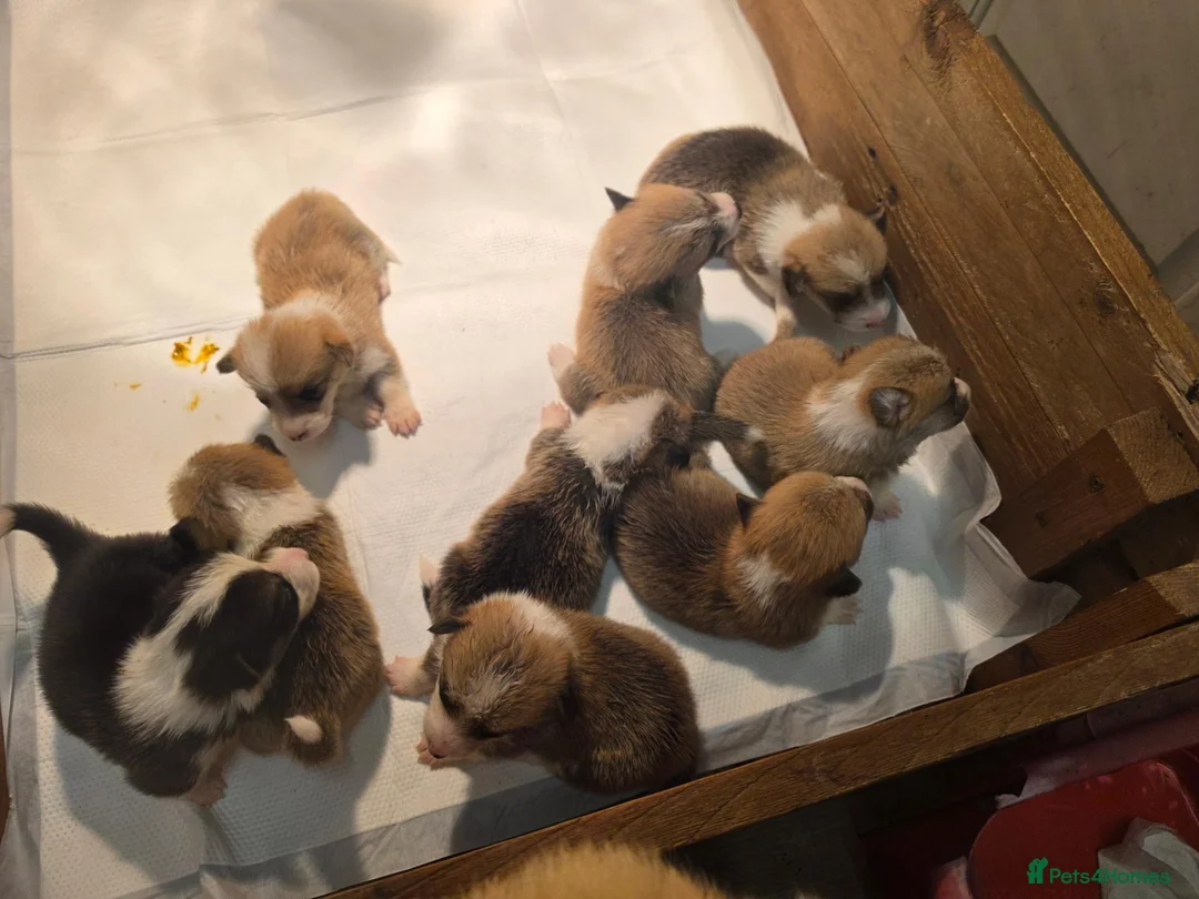 Welsh Corgi Pembroke dogs for sale: Corgi puppies looking for their forever home in Betws-y-Coed - Advert 10