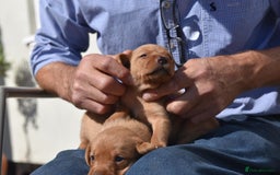 Labrador Retriever dogs for sale: Dark Red and Yellow KC reg DNA Clear Lab Puppies - Image 12