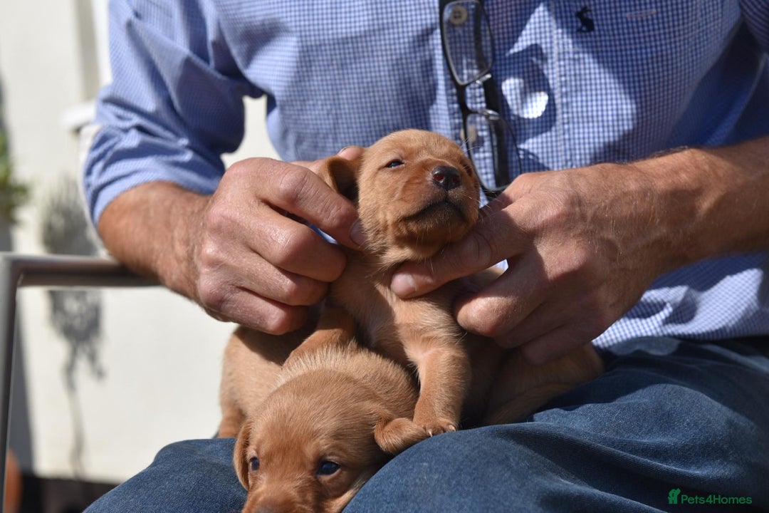 Labrador Retriever dogs for sale: Dark Red and Yellow KC reg DNA Clear Lab Puppies - Image 12