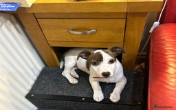Jack Russell dogs for sale: Jack Russell Puppies  - Image 17