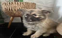 German Shepherd dogs for sale: German shepherd pups silver sable black/tan black  - Image 18