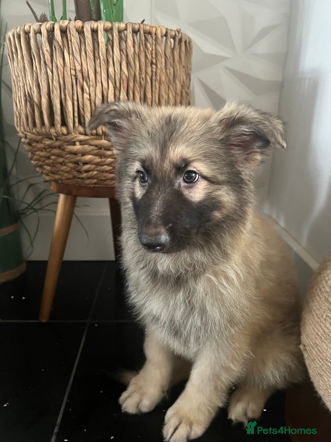 German Shepherd dogs for sale: German shepherd pups silver sable black/tan black  - Image 18