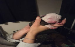 American Bulldog dogs for sale: American bulldog puppies  - Image 16