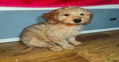 Cockapoo dogs Cockapoo - Advert 16