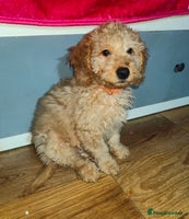 Cockapoo dogs Cockapoo - Advert 16