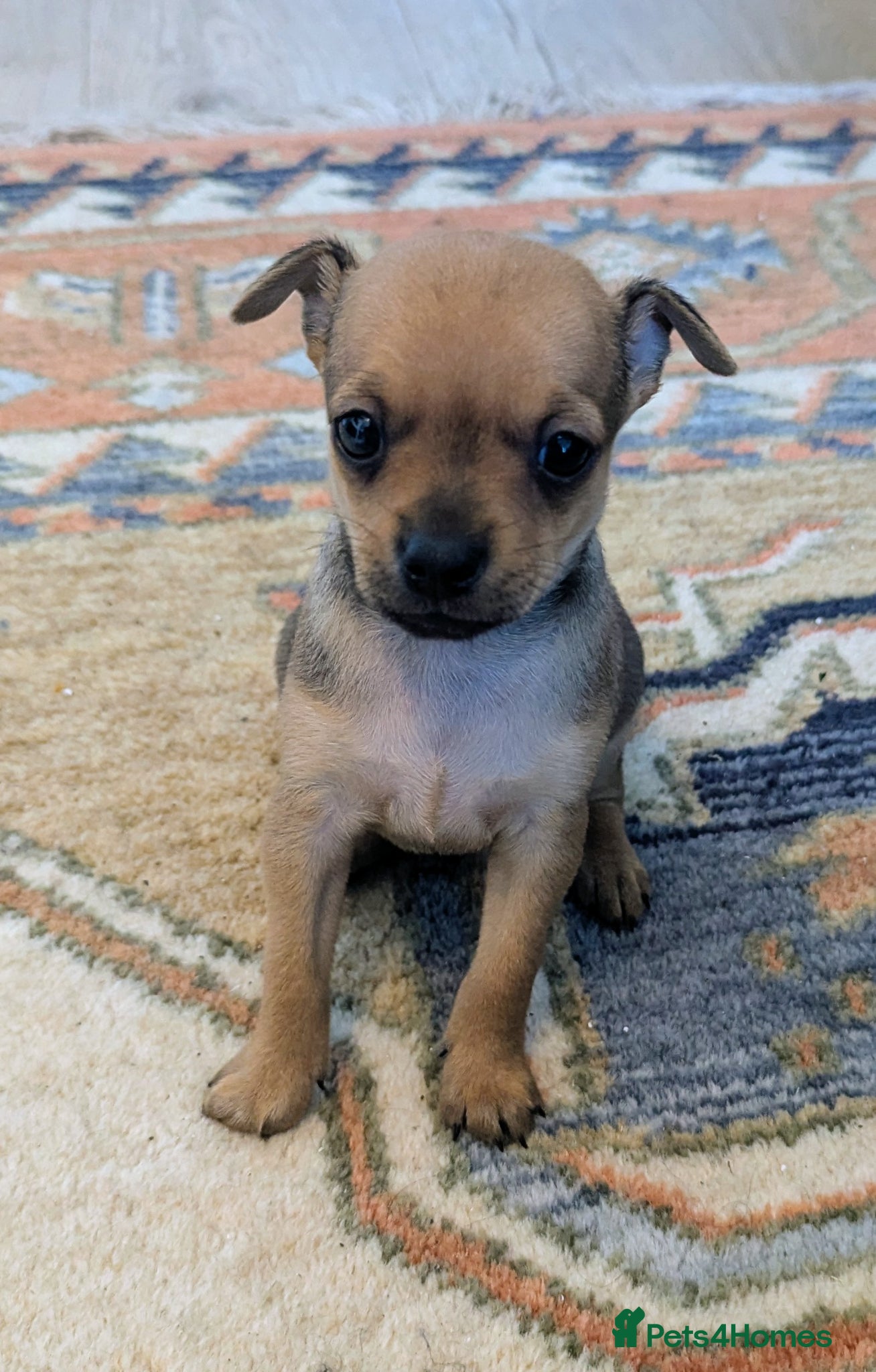 Mixed Breed dogs Adorable Tiny Chipin, Chihuahua x Pinscher boys,  - Advert 2
