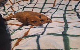 Mixed Breed dogs for sale: Beautiful dachshund mix puppies  - Image 6