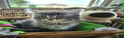Maine Coon cats for sale: **FABULOUS GORGEOUS MAINE COON KITTYS READY NOW ** - Advert 11