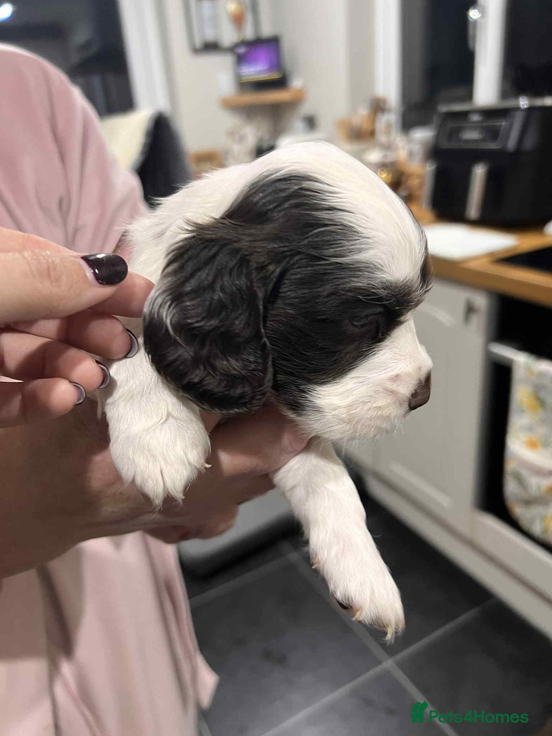 Cocker Spaniel dogs for sale: Cocker Spaniel Puppies - Image 5