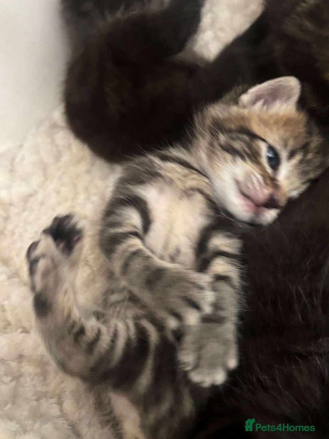 Mixed Breed cats for sale: Beautiful mixed breed kittens - Image 8