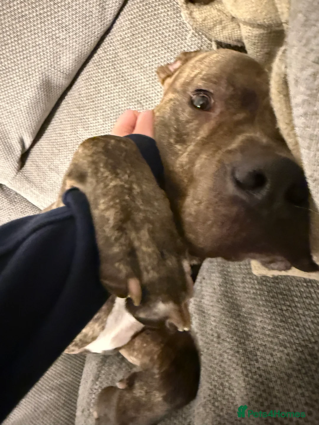 Cane Corso dogs for sale: BRINDLE CANE CORSO   - Advert 7