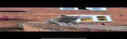 British Shorthair cats for sale: Toast and Bagel - British shorthair boys - Advert 10