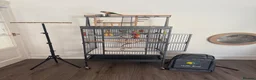 Conures birds for sale: Red factor, yellow sided pineapple conure - Advert 7