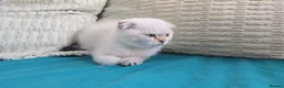 Scottish Fold cats for sale: 6 SCOTTISH FOLD KITTENS - Advert 9