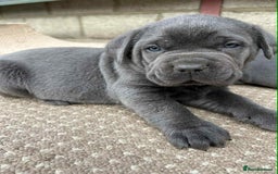 Cane Corso dogs for sale: Cane corso pups - Image 5