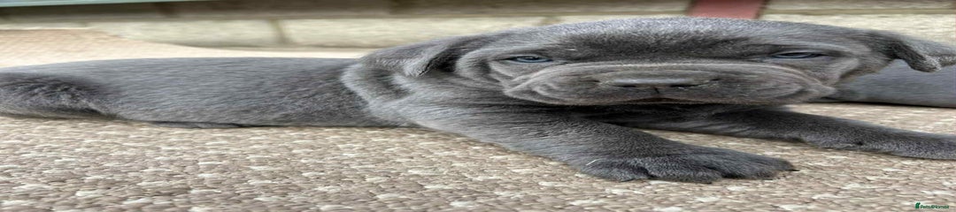 Cane Corso Puppy 3