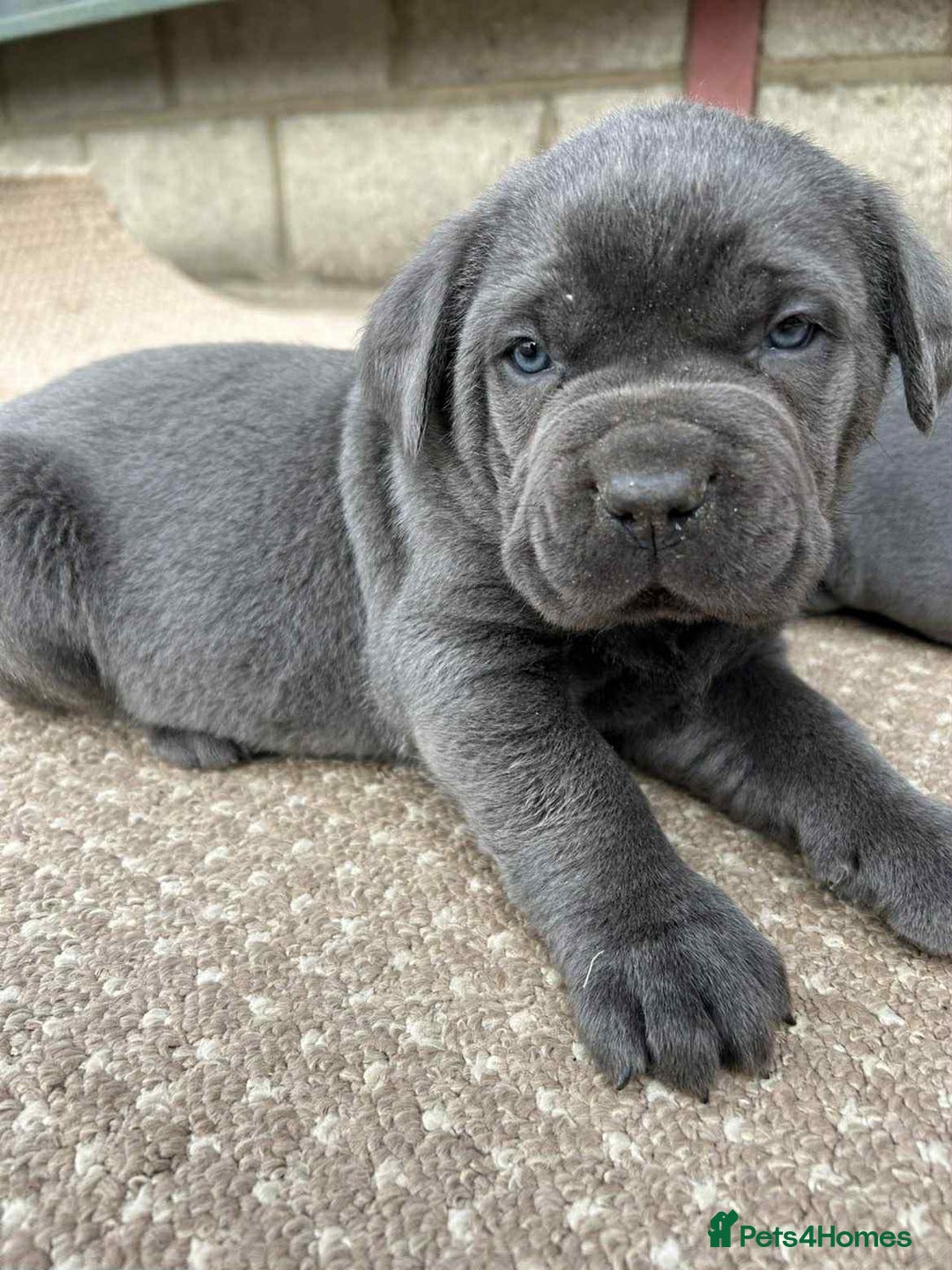 Cane Corso dogs for sale: Cane corso pups - Image 5