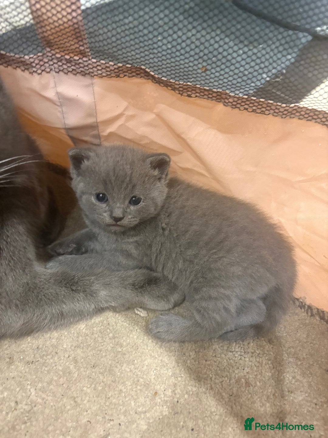 British Shorthair cats for sale: British Shorthair kittens  - Advert 20