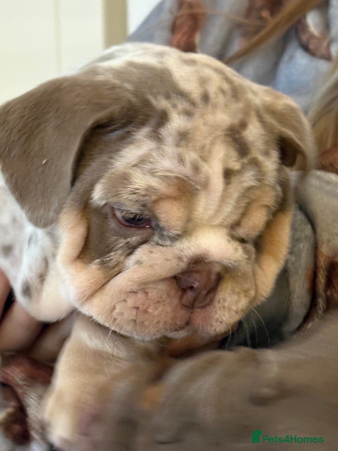 English Bulldog dogs for sale: British bulldog pups for sale - Advert 3