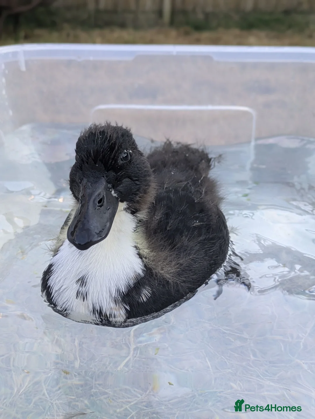 Ducks poultry for sale: Black bibbed call duck  - Advert 1