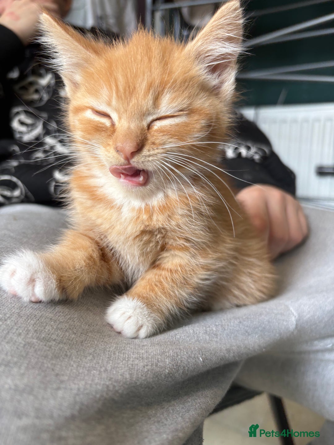 Mixed Breed cats for sale: (NEED HOMES) Beautiful kittens white/ginger - Image 3