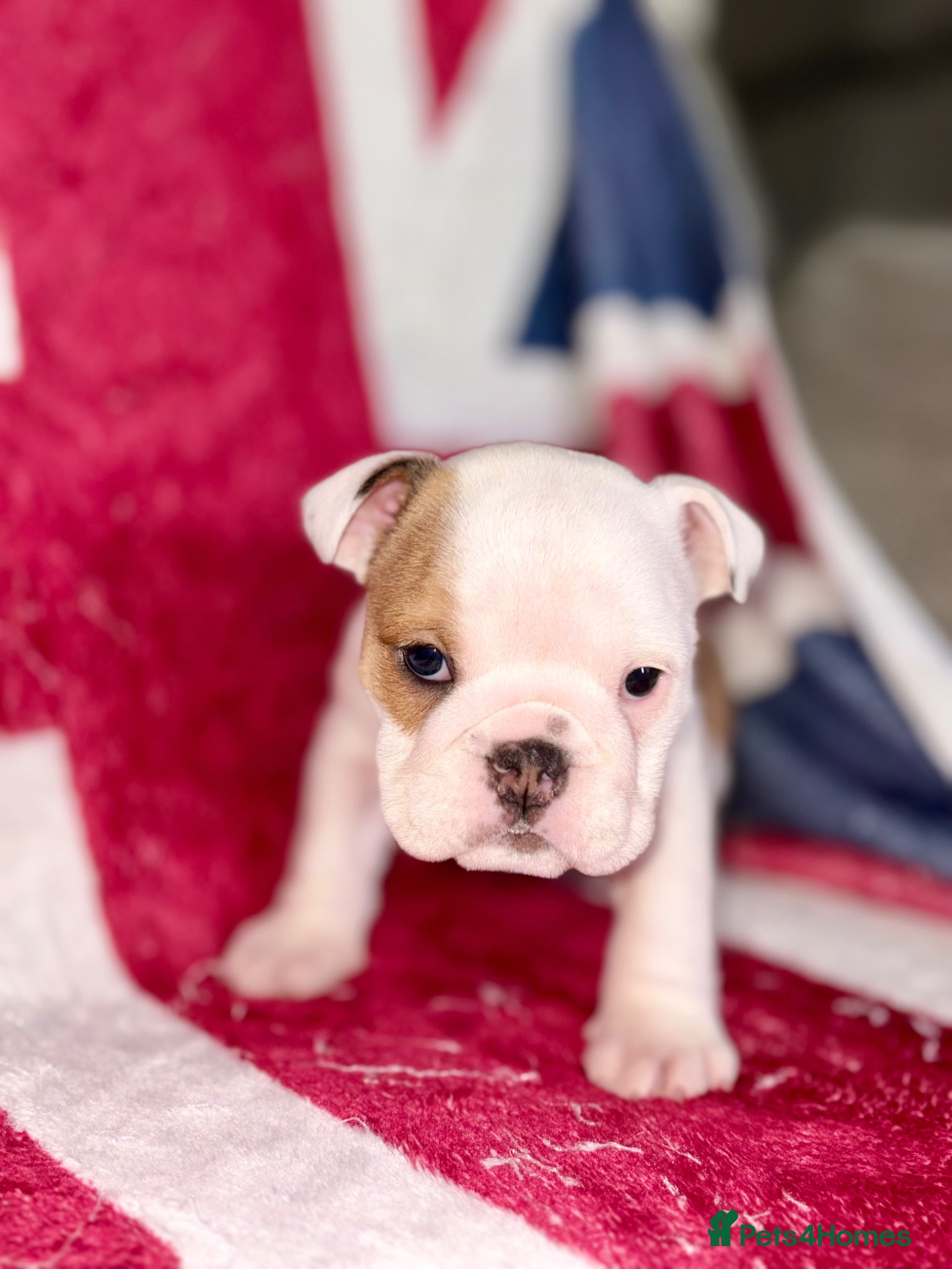 English Bulldog dogs 🐾 KC REG ENGLISH BULLDOG PUPPY READY 02/05/26🐾 - Advert 2