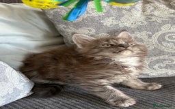 Maine Coon cats for sale: Last 2 Beautiful mc boys ready now  - Image 10