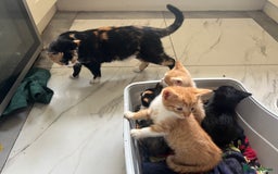 Exotic cats for sale: Exotic kittens  - Image 2