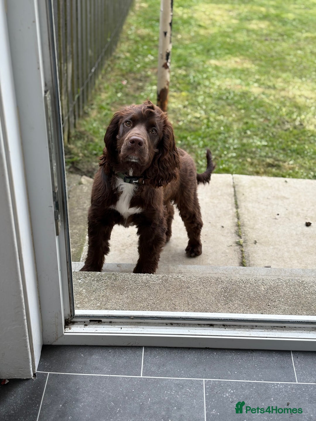 Cocker Spaniel dogs for sale: 6 month old male cocker spaniel  - Image 3