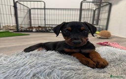Dobermann dogs for sale: European Doberman Puppies - Champion Bloodline - Image 19