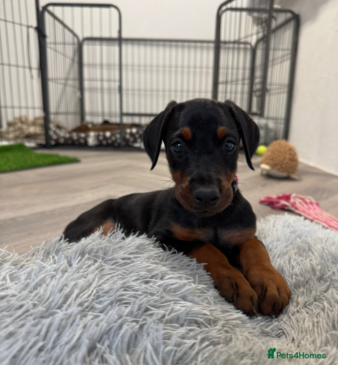 Dobermann dogs for sale: European Doberman Puppies - Champion Bloodline - Image 19