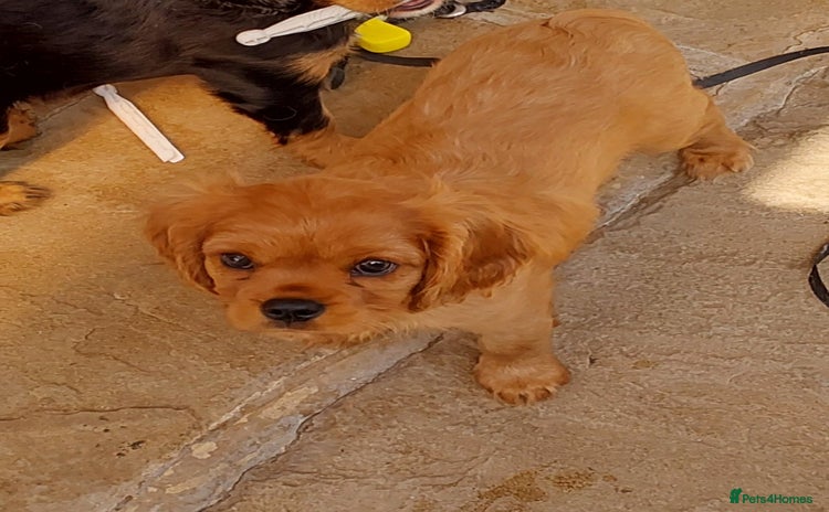 Cavalier King Charles Spaniel dogs - Advert 6