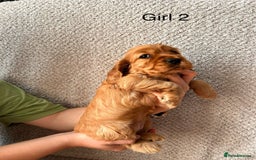 Cocker Spaniel dogs for sale: Golden English Show Cocker Spaniel puppies - Image 22