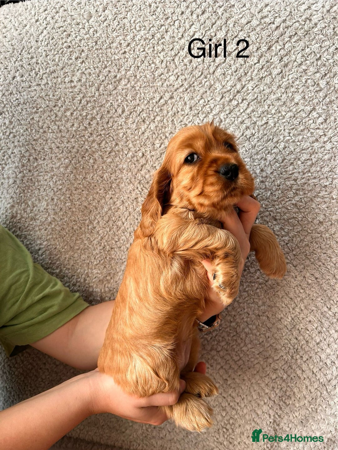 Cocker Spaniel dogs for sale: Golden English Show Cocker Spaniel puppies - Image 22