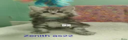 Maine Coon cats for sale: Gorgous maine coon kittens ❤️ - Advert 10