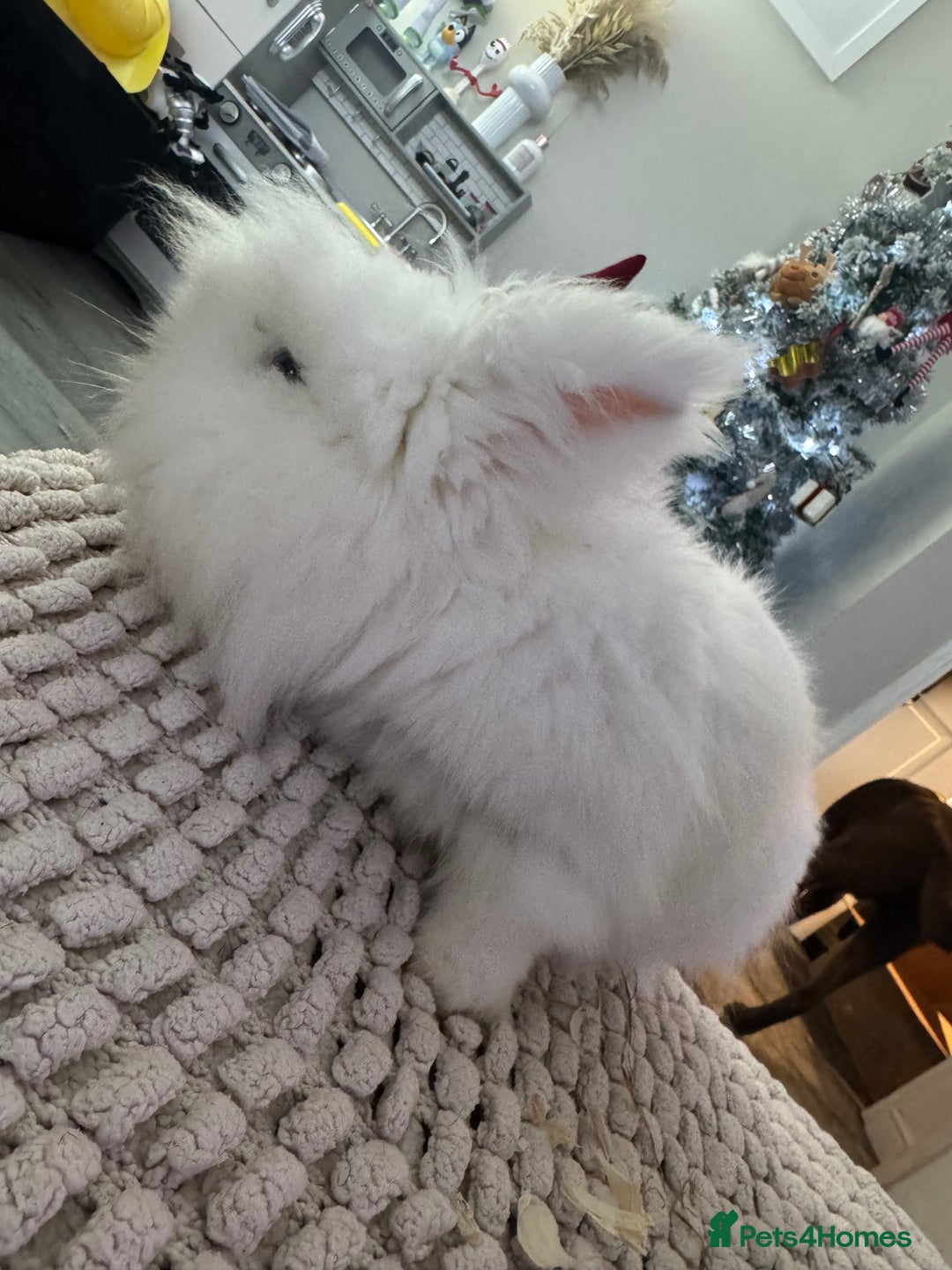 Lionhead rabbits for sale: Lionhead for sale  - Advert 1