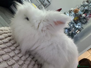Lionhead rabbits Lionhead for sale - Advert 3