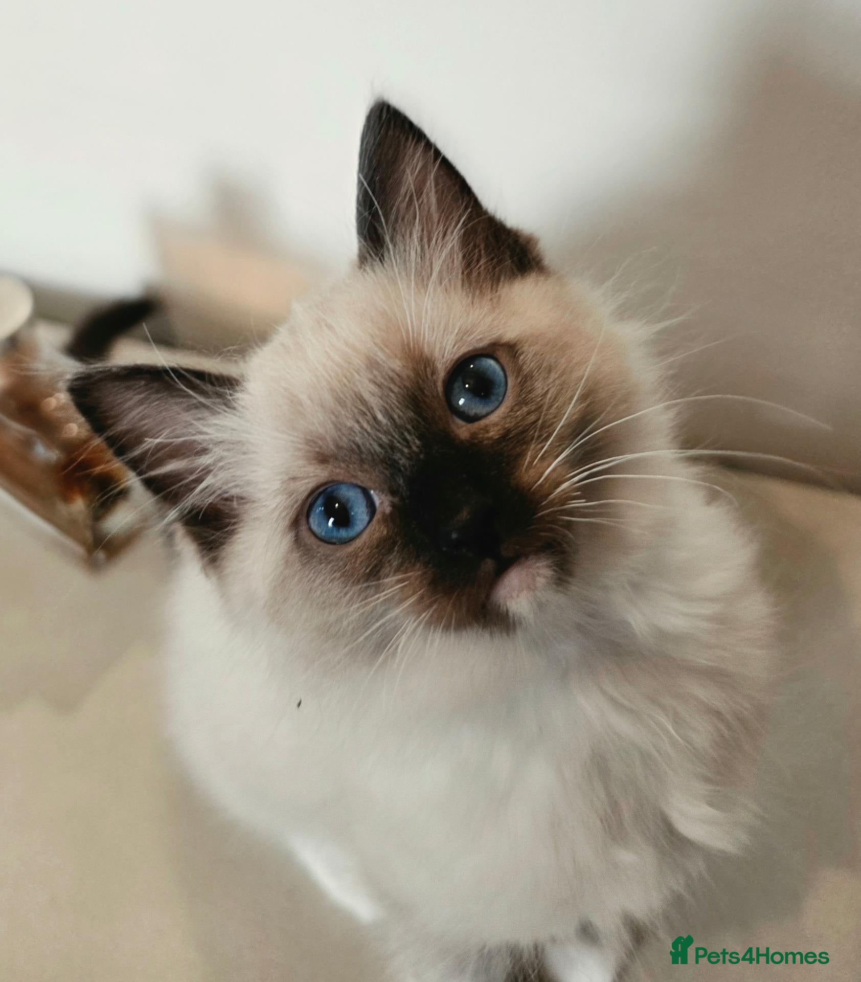 Ragdoll cats Stunning ragdoll kittens ready to leave - Advert 16