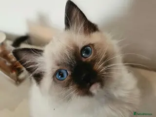 Ragdoll cats Stunning ragdoll kittens ready to leave - Advert 16