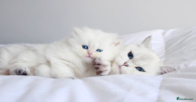 British Shorthair cats - Advert 13